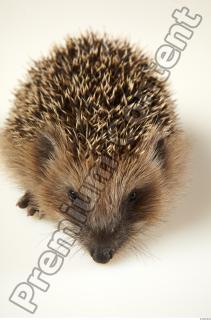 Hedgehog - Erinaceus europaeus  0067